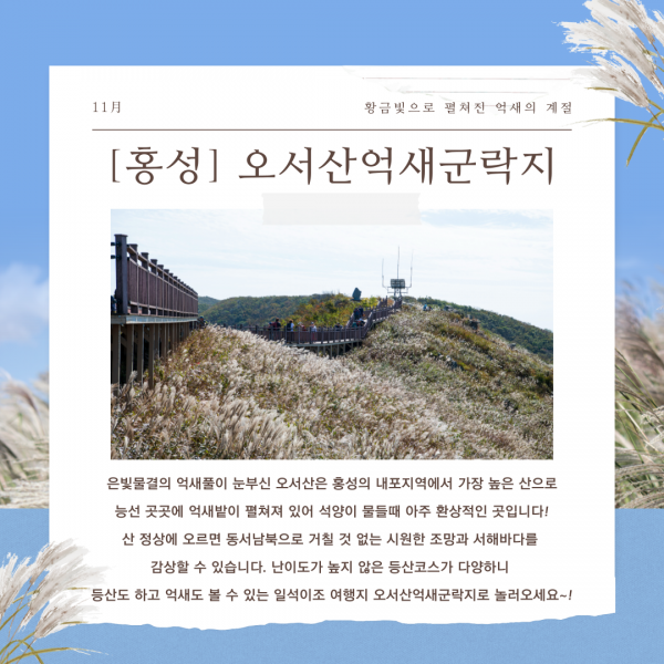 11月 황금빛으로 펼쳐진 억새의 계절 [홍성] 오서산억새군락지